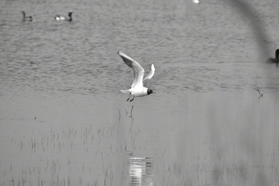 Seagull flying over lake
