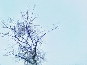 Low angle view of bare trees against clear sky