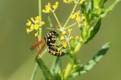 Close-up of insect on flower