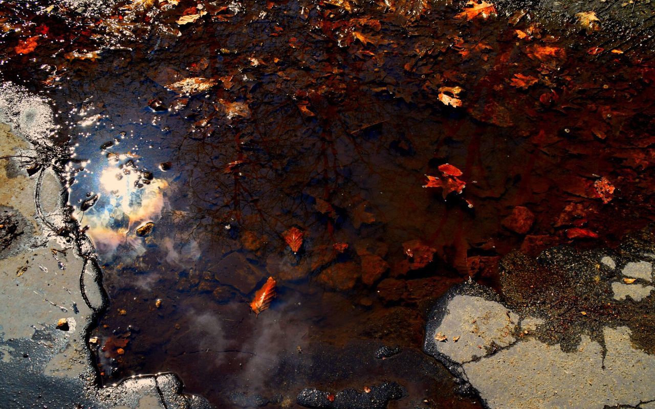 water, wet, reflection, season, rain, puddle, high angle view, leaf, weather, nature, drop, street, autumn, outdoors, day, tranquility, no people, raindrop, beauty in nature, monsoon