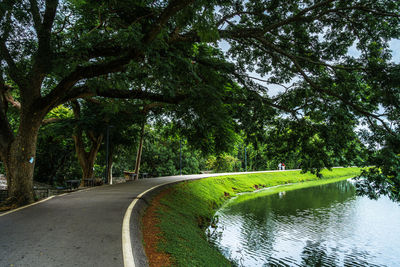 Road amidst trees