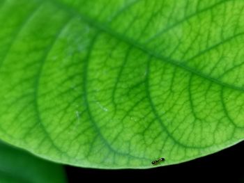 Close-up of water drops on leaf