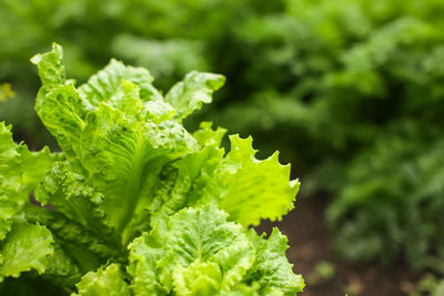 Close-up of fresh green leaves