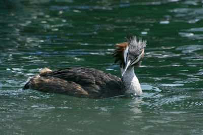 Duck swimming in lake