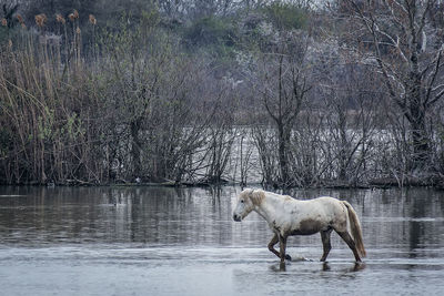 Horse in the lake