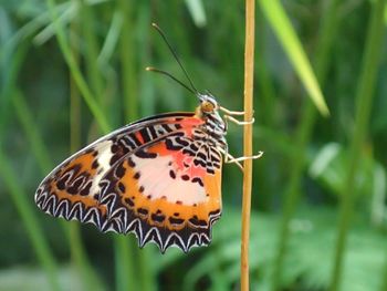 Close-up of butterfly on grass