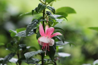Close-up of flower blooming outdoors