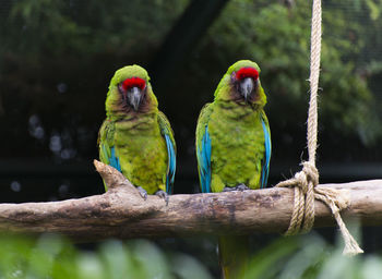 Birds perching on a branch