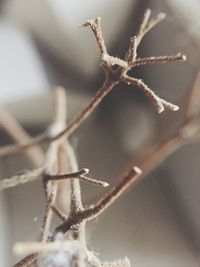 Close-up of dried plant