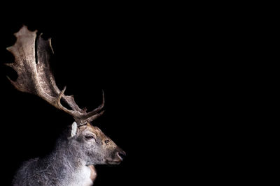 Close-up of deer against black background