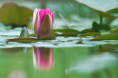 Close-up of lotus water lily in lake