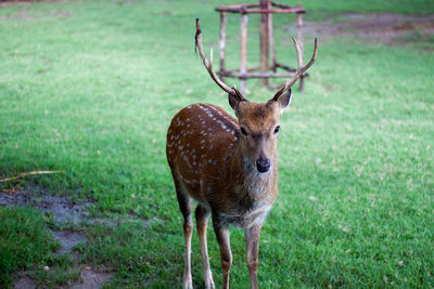 Deer in a field