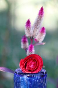 Close-up of pink flowering plant