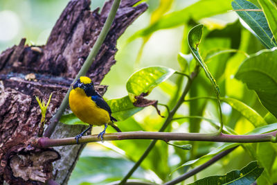 Close-up of bird perching on branch