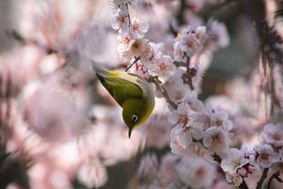 Close-up of bird perching on blossoms in spring