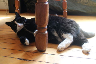 Portrait of black cat sitting on floor