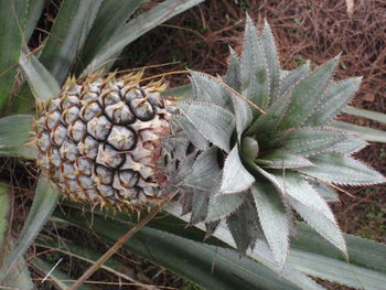 Close-up of fruit growing on field