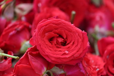 Close-up of wet red rose