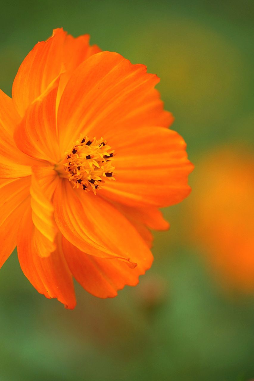 flower, petal, freshness, fragility, flower head, beauty in nature, orange color, growth, single flower, close-up, nature, blooming, focus on foreground, pollen, plant, stamen, in bloom, yellow, blossom, selective focus