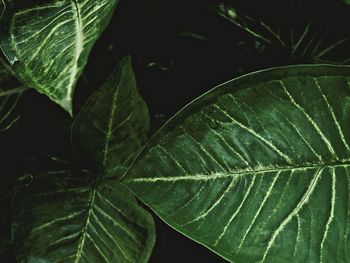 Close-up of plant leaves