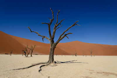 Bare tree on desert against clear blue sky