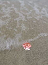 High angle view of red flower on beach