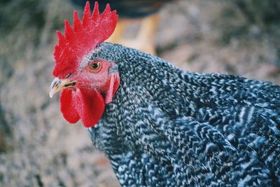 Close-up of a bird