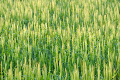 Full frame shot of field of ripening barley