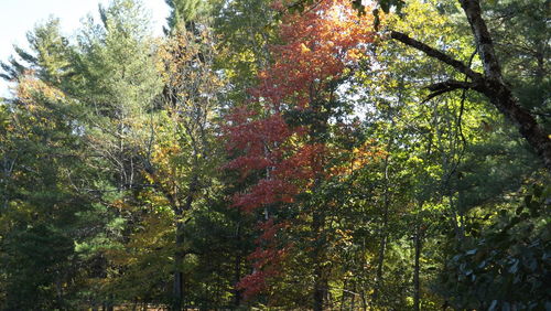 Low angle view of trees