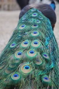 Close-up of peacock