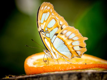 Close-up of butterfly on orange leaf