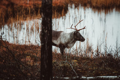 Deer standing on a lake