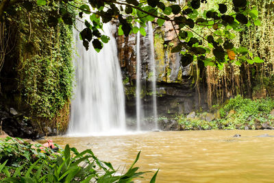 Scenic view of waterfall in forest