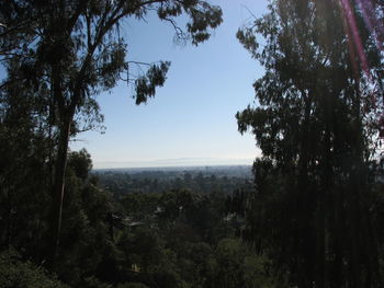 Trees on landscape against clear sky