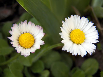 Close-up of white daisy