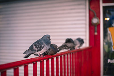 Pigeon perching on railing