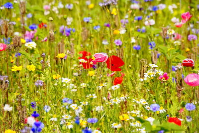 Close-up of fresh purple poppy flowers in field