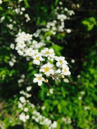 Close-up of white flowers blooming outdoors