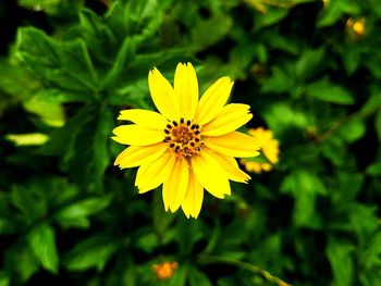 Close-up of yellow flower