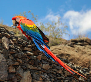 Close-up of a bird
