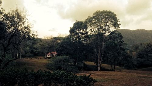 Trees on field against cloudy sky