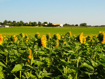 Scenic view of sunflower field against clear sky