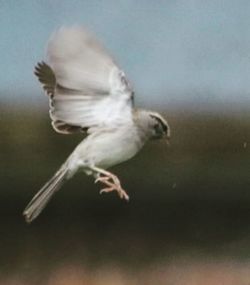 Close-up of bird flying