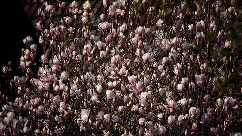 Close-up of pink flowering plants