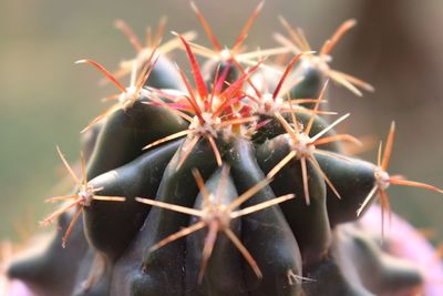 Close-up of cactus