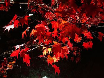 Close-up of maple leaves on tree during autumn