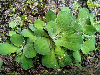 High angle view of wet plant on field