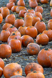 Pile of pumpkins on a farm