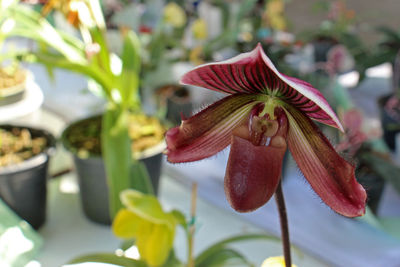 Close-up of red flowering plant