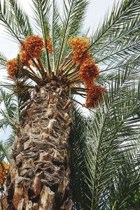 Low angle view of palm tree against sky